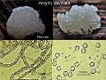 Arcyria obvelata-amf248
